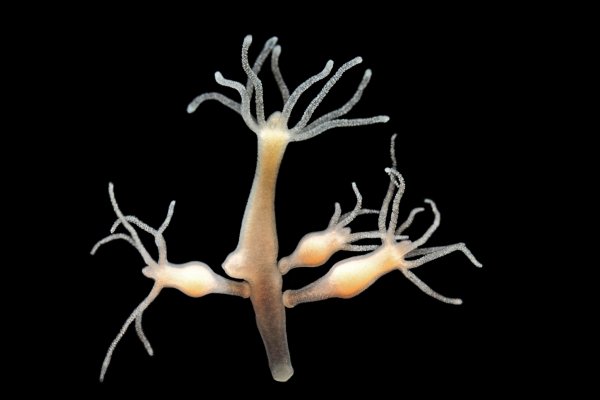 Официальный сайт kraken ссылки зеркала